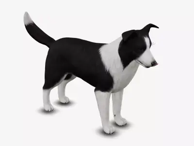dog border collie Low-poly 3D model
