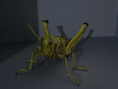 4 Type of insects Low-poly 3D model