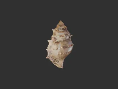 Sea Shell 3 3D model