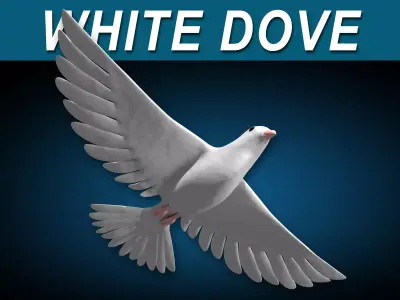 White Dove Bird 3D model