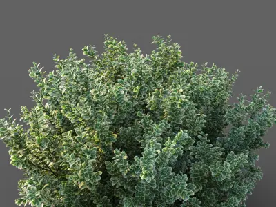 XfrogPlants Spindles - Euonymus Fortunei 3D model