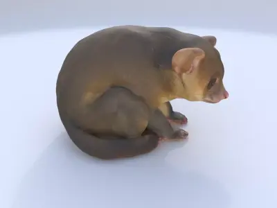Kinkajou 3D model