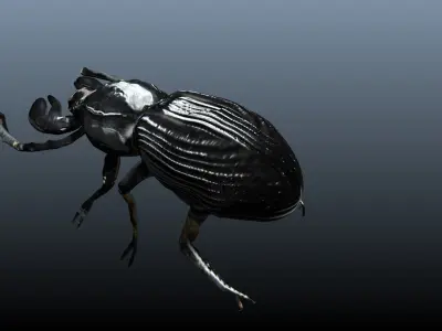 black beetle 3D model