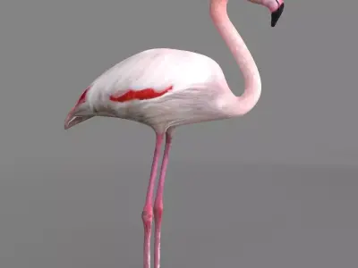3D model Flamingo 3D model