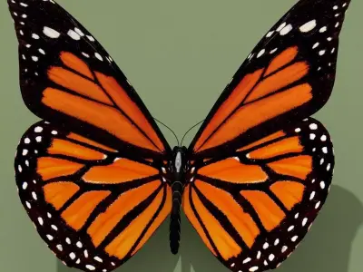 Monarch Butterfly 3D model