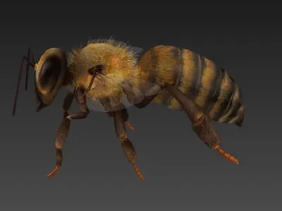 honeybee bee Low-poly 3D model