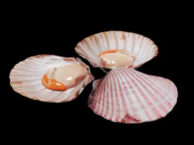 Scallop shellfish Low-poly 3D model