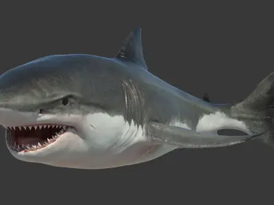 Great Shark White Rigged 3D model