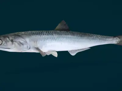 Anchovy Fish Animated 3D model