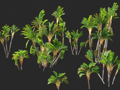 Strelitzia nicolai - Natal wild banana Tree 02  3D model