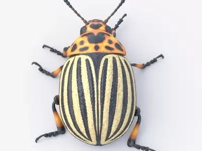 Colorado Potato Beetle Light 3D model
