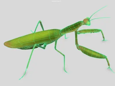Praying Mantis 3d model 3D model