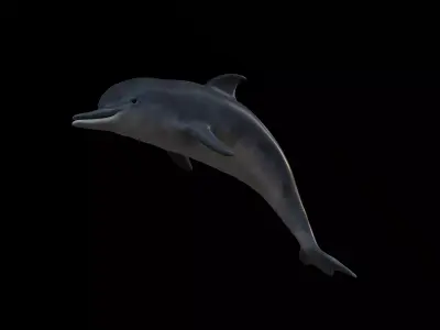 Game Ready Low Poly Dolphin Low-poly 3D model