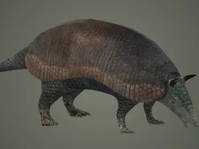 armadillo animal mammal critter wild zoo dasypus 3D model