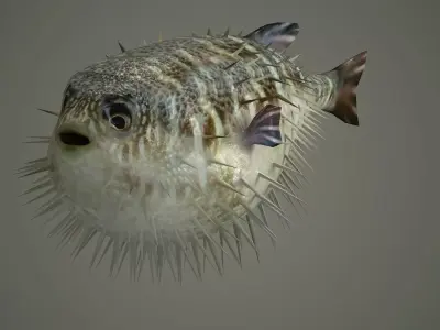 Sealife  Puffer fish Sealife - Puffer fish sea ocean fish  3D model