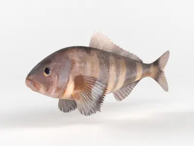 Fish Greenling 3D model