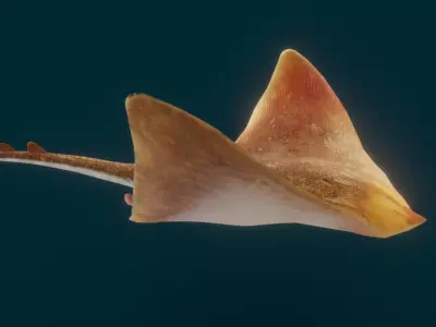 Realistic Ray 3D model