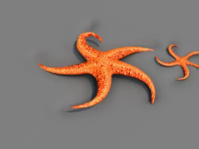 Starfish Two 3D model