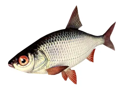 Roach Fish 3D model