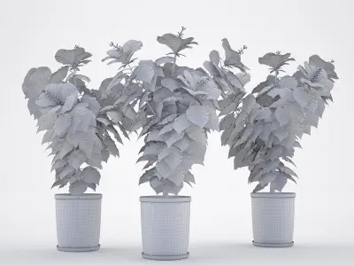 Hibiscus flowers in pot Free 3D model