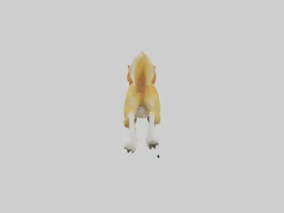 Dingo dog running model Low-poly 3D model