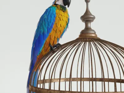 Parrot Ara 3D model