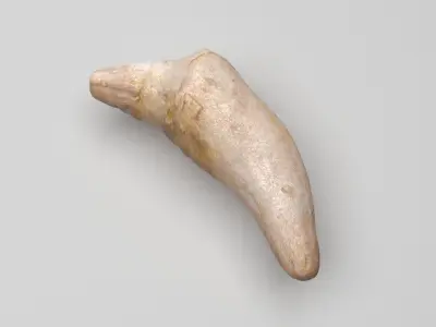 Dolphin Tooth 3D model