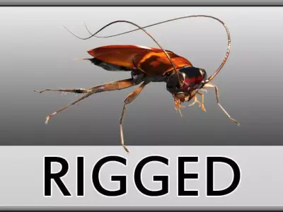 Cockroach Rigged 3D model