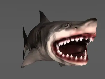 Shark 3D models Low-poly 3D model