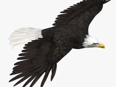 American Bald Eagle ANIMATED 3D model