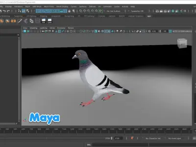 Realistic Animated Rock Pigeon Low-poly 3D model