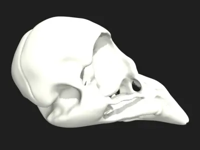 crow skull Low-poly 3D model