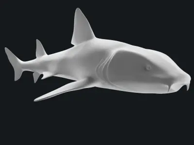 Bamboo Shark Base Mesh Low-poly 3D model