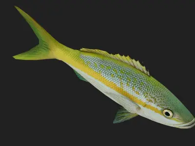 Snapper Low-poly 3D model