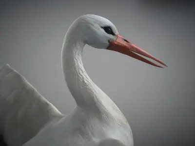 Animated Stork 3D model