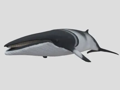 Minke Whale Low-poly 3D model