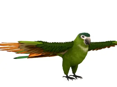 Green Macaw Rigged 3D Model Free low-poly 3D model