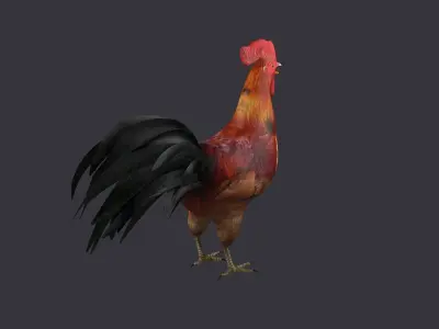 rooster rigged bird farm cock feather chicken poultry animal 3D model