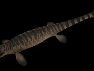 Tylosaurus Asset Pack 3D model