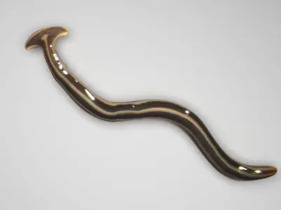 Hammerhead Worm 3D model