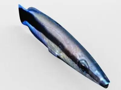 Bluestreak Wrasse Low-poly 3D model