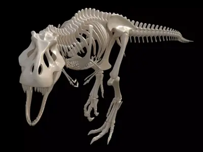 dinosaur t - rex skeleton 3D model