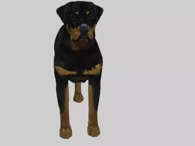 rottweiler Free 3D model