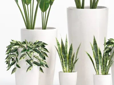 Indoor Plants set 05 3D model
