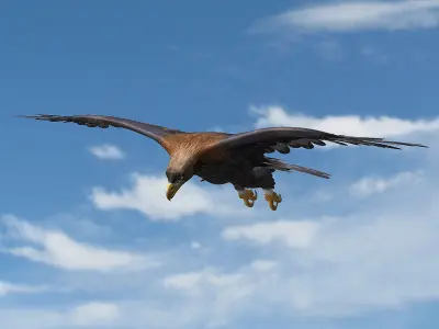 Golden Eagle ANIMATED 3D model