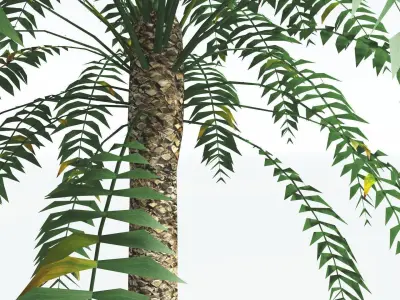 EVERYPlant Date Palm LowPoly 1 --16 Models-- Low-poly 3D model