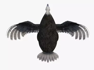 Ostrich bird rigged 3d model Low-poly 3D model