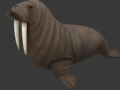 Odobenus rosmarus Low-poly 3D model
