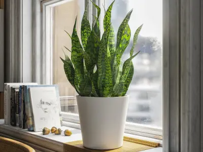  Short Snake Plant Potted Plant Model 