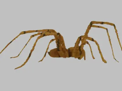 the gigant spider Low-poly 3D model